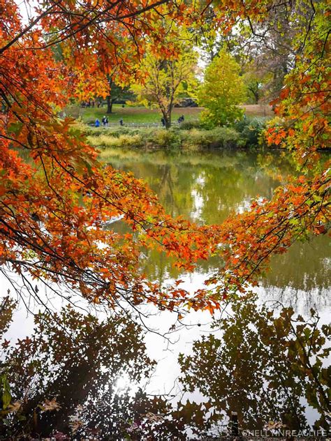 Nyc Central Park Fall Foliage Report 2014 Edition