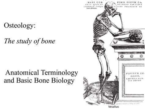 Osteology Anatomical Terminology And Basic Bone Biology The Study Of Bone