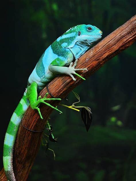 Fijian Crested Iguana On The Endangered Species List Green Iguana