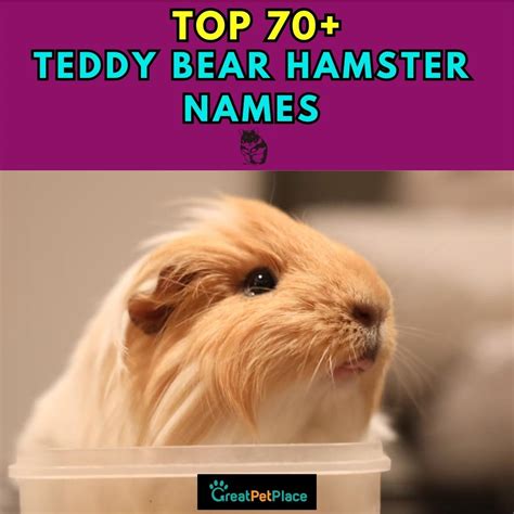 Teddy Bear Hamster Names Our Top 70 Picks