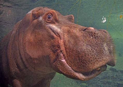 Especie Animal Mundo Animal Cute Hippo Down The River Rhinoceros