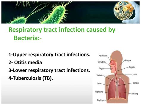 Ppt Microbiology Lab Powerpoint Presentation Free Download Id2052240