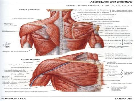 Musculos Parte Posterior Hombro Lab Anato Musculos Atlas De