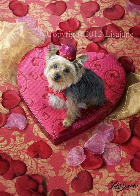 Born in 1951 in london, philip sparked studied composition, trumpet performance and piano performance at the royal college of music. Happy Valentines Day! XOXO Yorkie | Happy valentines day ...