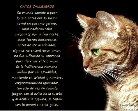 Poema Visual De Gato