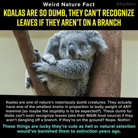 Use Basic Data Science Skills To Debunk A Myth About Koalas