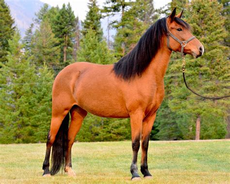Dont Get Bit — The Paso Fino Is A Naturally Gaited Light Horse