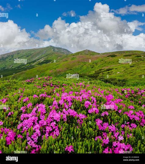 Pink Rose Rhododendron Flowers On Summer Mountain Slope Stock Photo Alamy