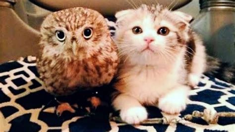 Kitten And Baby Owl Meet For The First Time And Their Next Move Is Too