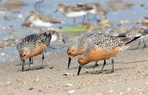 Red Knots Future Is Not Rosy Natural Lands