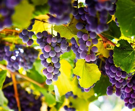 Grapes Amazing Facts About This Fruit Newsfeed