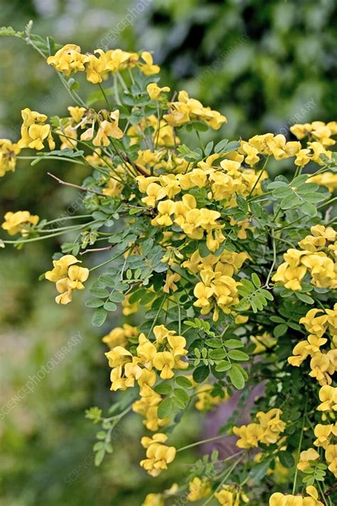 Coronilla Emerus Ssp Emeroides Stock Image C0207365 Science