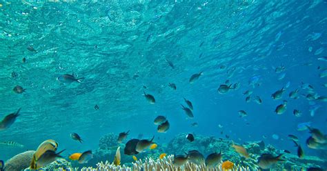 Large Herbivores Of The Sea Help Keep Coral Reefs