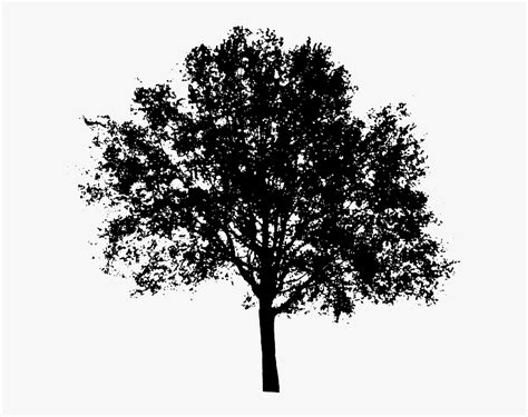 Black And White Trees Png Tree Silhouette Transparent Background Png
