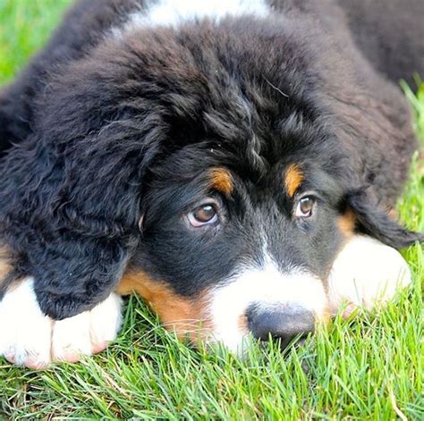 Pin By Bumps On Bernese Mountain Dogs Cute Cats And Dogs Bernese