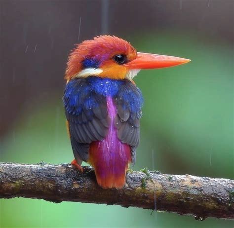 Beautiful Rainbow Bird