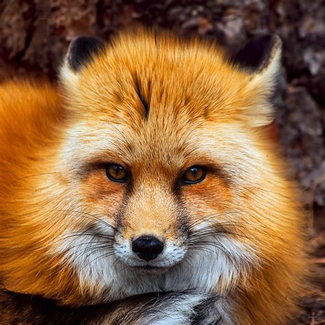Red Fox Portrait Photograph By Jim Lucas