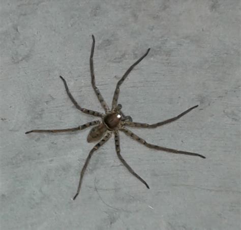 Heteropoda Venatoria Huntsman Spider In Hudson Florida United States