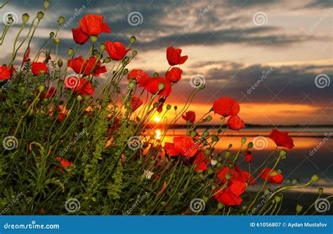Poppy At Sunrise Stock Image Image Of Morning Blue 61056807