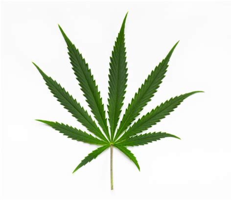Mastrodesade Bdsm E Zen Relazioni Pericoli E Quanto Mi Capita Di Incontrare Cannabis Ma