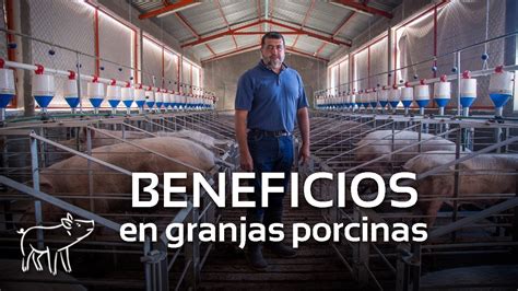 Beneficios De Biodigestores En Granjas Porcinas Granja El Saucillo