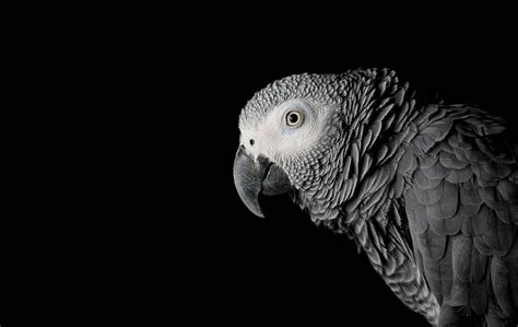 Parrot Security Os Wallpapers Wallpaper Cave