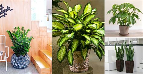 35 Best Indoor Plants On Amazon 2023 Fiddle Leaf And More The