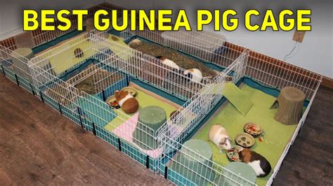 Best Guinea Pig Cage 2023 Top 3 Best Guinea Pig Cage Youtube