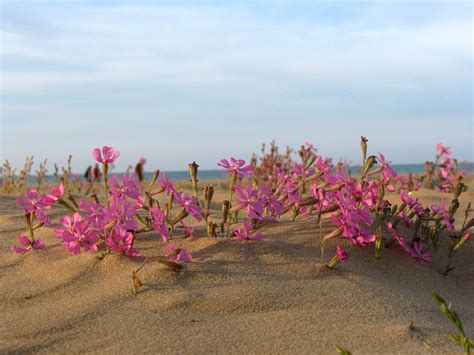 Beach Wildflowers Michele Flickr