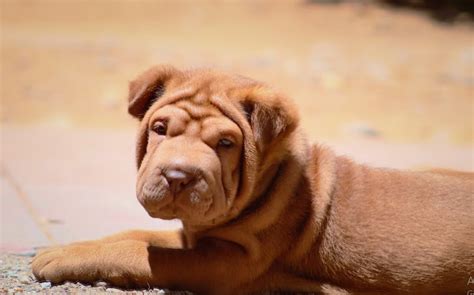 How Much Does A Shar Pei Cost Sharpei My Love