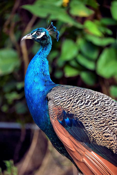 Male Indian Peafowl At Cruise Terminal In Cartagena Colombia