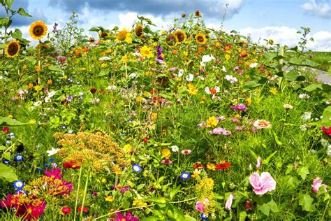 Sunny Flower Field Stock Image Image Of 98790371