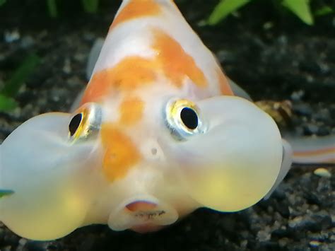 Them cheeks : r/Goldfish
