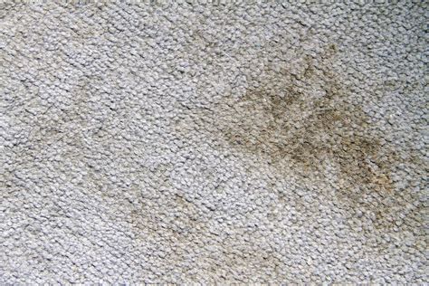 5 Tips To Remove Mildew From Carpets Carpet Keepers Leesburg Va