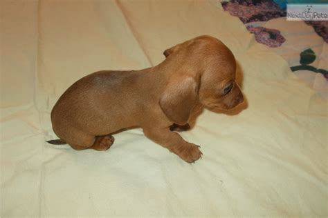 Please email or call for more info. Honey: Dachshund, Mini puppy for sale near Southern ...