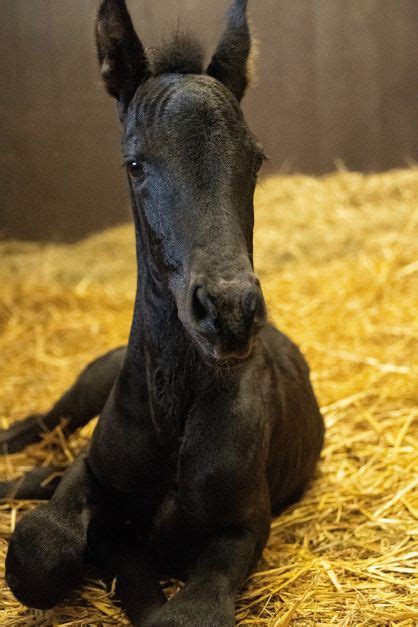 Foal Speed Ahead Caring For The Newborn Horse Cornell University