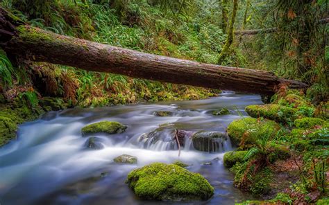 Nature Landscape Canada Mountain River Tree Water Forest Rock Waterfall