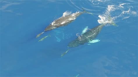 Humpback Whales Swim With Dolphins In Hawaii Youtube
