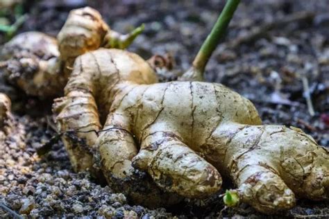 How To Harvest Ginger Without Killing The Plant An Accurate Guide