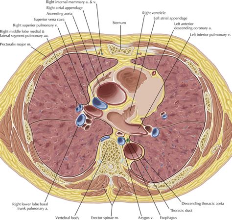 Cisterna Chyli And Thoracic Duct Radiology Key