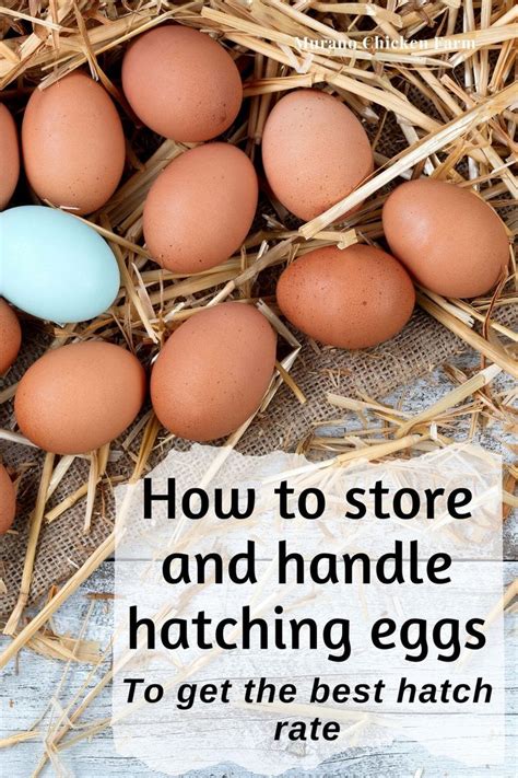 How To Store And Handle Hatching Eggs To Get The Best Hatch Rate In