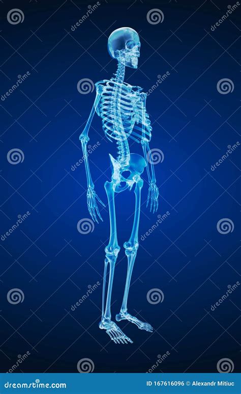 Human Skeleton Xray View Medically Accurate Stock Illustration