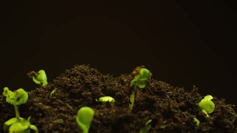 Growing Seeds Rising From Soil Time Lapse 4k Footage 4401373 Stock
