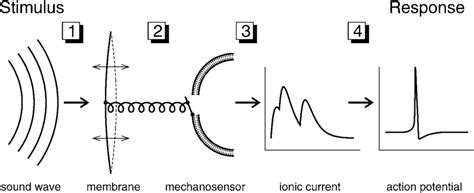 Sequential Processing In The Auditory Transduction Chain A Sequence Of