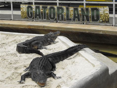 Gatorland Florida Usa Wonderful Places Gatorland Orlando Animals