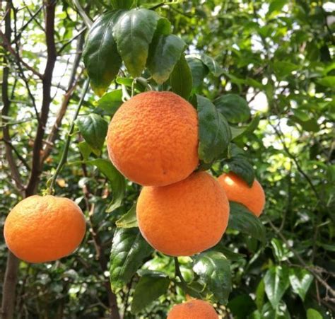 Chinotto Orange Bonsai Trees (Citrus Myrtifolia Rafunergue) | Bonsai ...