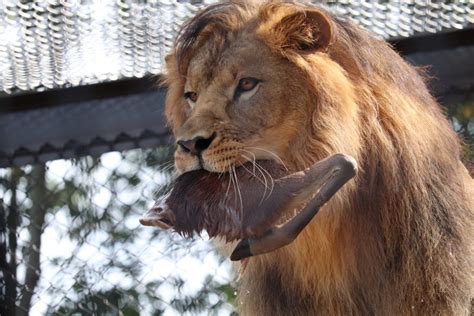 【ライオンのワイルド飯】ライオンへの屠体給餌を行っています｜【公式】のんほいパーク（豊橋総合動植物公園）