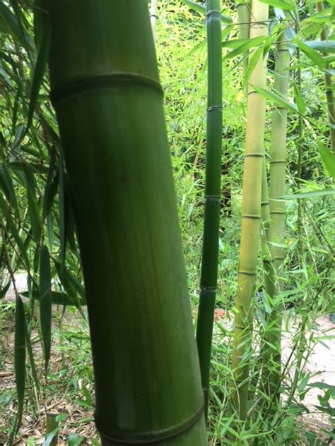 Phyllostachys Bambusoides Madake Giant Japanese Timber Phb
