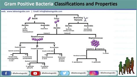 Gram Positive Bacteria Classifications Properties And More Lab Tests