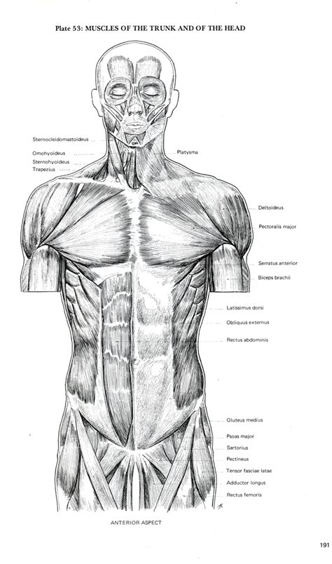 Our books, disks, and downloads make it easy for artists to get just the pose they want, exactly when they want it and at an affordable price. CGMA.Life.Drawing: digital sculpture reference material